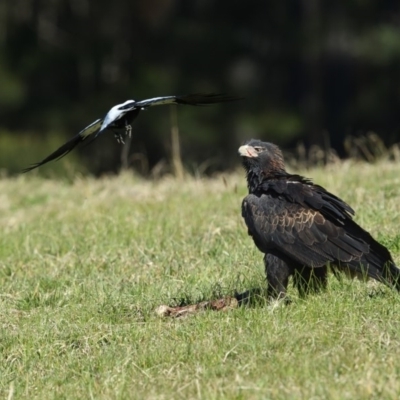 Aquila audax (Wedge-tailed Eagle) at Wapengo, NSW - 25 Aug 2020 by Leo