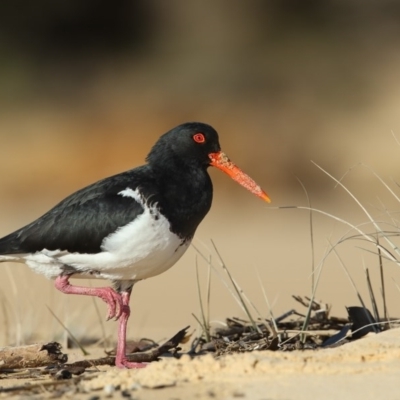 Haematopus longirostris (Australian Pied Oystercatcher) at Nelson, NSW - 25 Aug 2020 by Leo