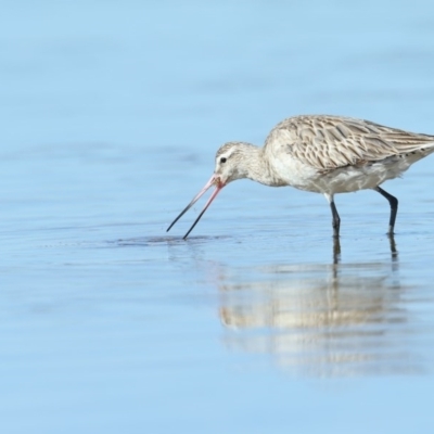 Limosa lapponica (Bar-tailed Godwit) at Merimbula, NSW - 29 Aug 2020 by Leo