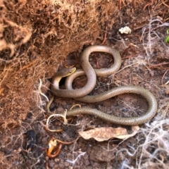 Delma inornata (Olive Legless-lizard) at Holt, ACT - 28 Aug 2020 by JasonC