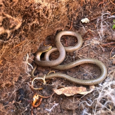 Delma inornata (Olive Legless-lizard) at Holt, ACT - 28 Aug 2020 by JasonC