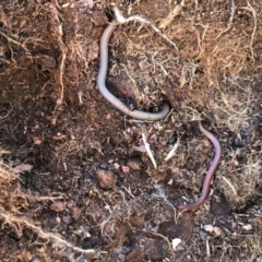 Aprasia parapulchella (Pink-tailed Worm-lizard) at Holt, ACT - 29 Aug 2020 by JasonC