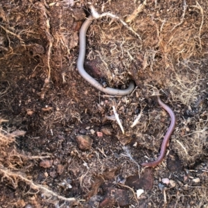 Aprasia parapulchella at Holt, ACT - suppressed