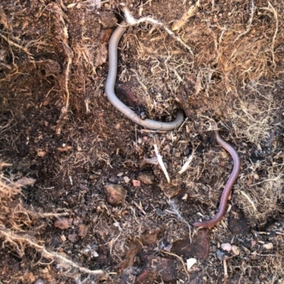 Aprasia parapulchella (Pink-tailed Worm-lizard) at Holt, ACT - 29 Aug 2020 by JasonC