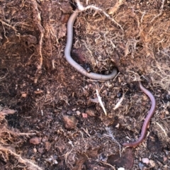 Aprasia parapulchella at Holt, ACT - suppressed