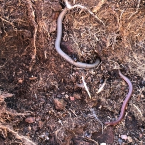 Aprasia parapulchella at Holt, ACT - suppressed