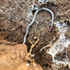 Aprasia parapulchella (Pink-tailed Worm-lizard) at Holt, ACT - 29 Aug 2020 by JasonC