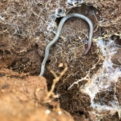 Aprasia parapulchella (Pink-tailed Worm-lizard) at Holt, ACT - 28 Aug 2020 by JasonC