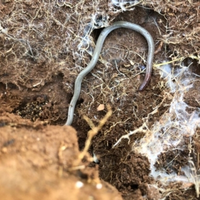 Aprasia parapulchella (Pink-tailed Worm-lizard) at Holt, ACT - 28 Aug 2020 by JasonC