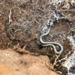 Aprasia parapulchella at Holt, ACT - 29 Aug 2020