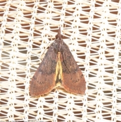Uresiphita ornithopteralis (Tree Lucerne Moth) at Macgregor, ACT - 29 Aug 2020 by Roger