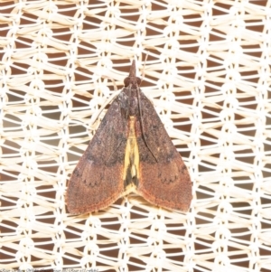 Uresiphita ornithopteralis at Macgregor, ACT - 29 Aug 2020