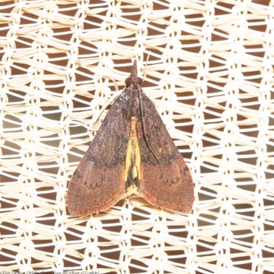 Uresiphita ornithopteralis (Tree Lucerne Moth) at Macgregor, ACT - 29 Aug 2020 by Roger