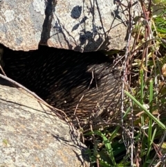 Tachyglossus aculeatus (Short-beaked Echidna) at Tuggeranong DC, ACT - 29 Aug 2020 by jks