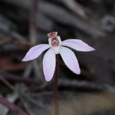 Caladenia fuscata (Dusky Fingers) at Downer, ACT - 29 Aug 2020 by ConBoekel