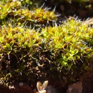 Tortula at Carwoola, NSW - 26 Aug 2020