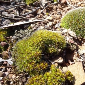 Tortula at Carwoola, NSW - 26 Aug 2020