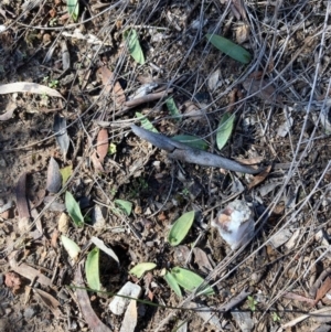 Ophioglossum lusitanicum subsp. coriaceum at Burra, NSW - 29 Aug 2020