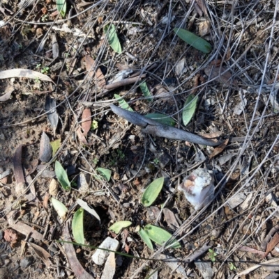 Ophioglossum lusitanicum (Adder's Tongue) at Burra, NSW - 29 Aug 2020 by Safarigirl