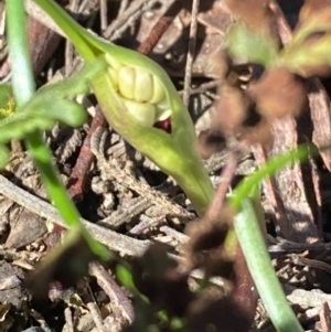 Wurmbea dioica subsp. dioica at Burra, NSW - 29 Aug 2020