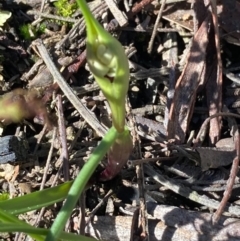 Wurmbea dioica subsp. dioica at Burra, NSW - 29 Aug 2020