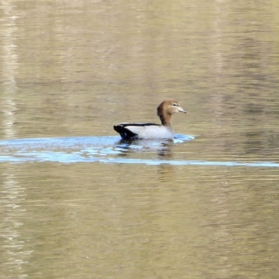 Chenonetta jubata (Australian Wood Duck) at Yass River, NSW - 29 Aug 2020 by SenexRugosus