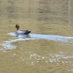 Chenonetta jubata at Yass River, NSW - 29 Aug 2020