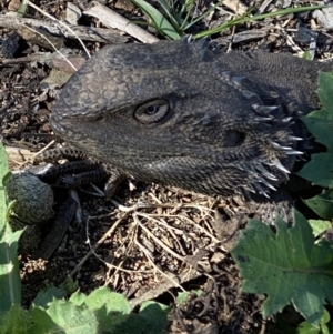 Pogona barbata at Hughes, ACT - 29 Aug 2020