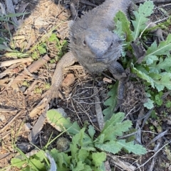 Pogona barbata at Hughes, ACT - suppressed