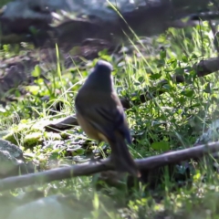 Pachycephala olivacea (Olive Whistler) at Coree, ACT - 24 Aug 2020 by JohnHurrell