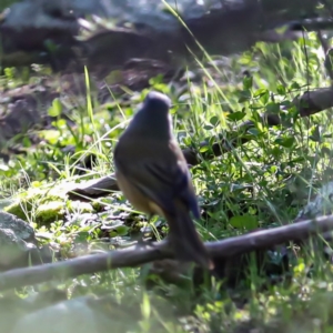 Pachycephala olivacea at Coree, ACT - 24 Aug 2020