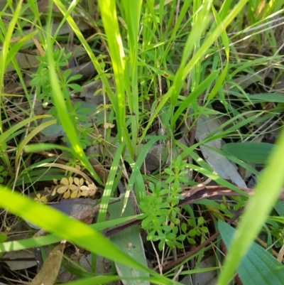 Galium aparine (Goosegrass, Cleavers) at East Albury, NSW - 28 Aug 2020 by erika