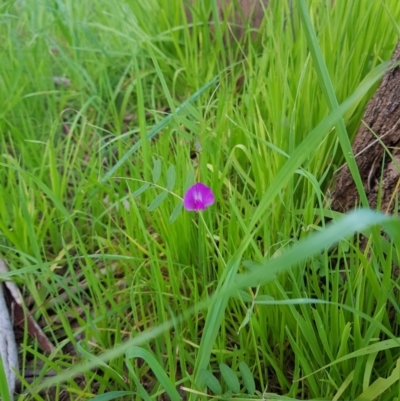Vicia sativa (Common Vetch) at Albury - 28 Aug 2020 by erika