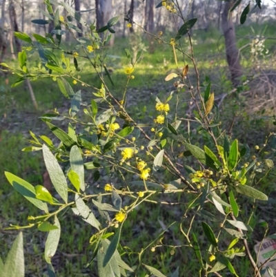 Acacia verniciflua (Varnish Wattle) at Albury, NSW - 27 Aug 2020 by erika