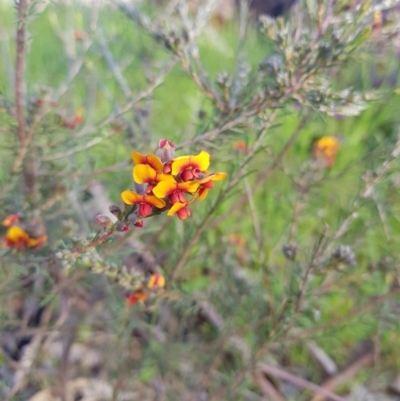 Dillwynia sericea (Egg And Bacon Peas) at Albury - 27 Aug 2020 by erika