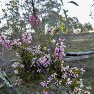 Lissanthe strigosa subsp. subulata at Yass River, NSW - 29 Aug 2020