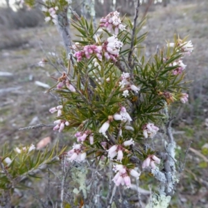 Lissanthe strigosa subsp. subulata at Yass River, NSW - 29 Aug 2020