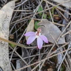 Caladenia fuscata (Dusky Fingers) at Tennent, ACT - 29 Aug 2020 by MattM