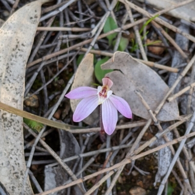 Caladenia fuscata (Dusky Fingers) at Tennent, ACT - 29 Aug 2020 by MattM