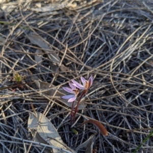 Caladenia fuscata at Tennent, ACT - suppressed