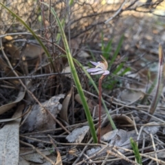 Caladenia fuscata at Tennent, ACT - suppressed