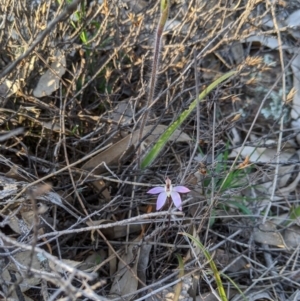 Caladenia fuscata at Tennent, ACT - suppressed