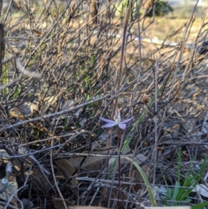 Caladenia fuscata at Tennent, ACT - suppressed