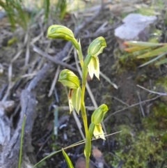 Bunochilus umbrinus (ACT) = Pterostylis umbrina (NSW) (Broad-sepaled Leafy Greenhood) by shoko