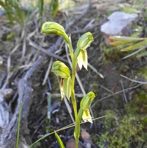 Bunochilus umbrinus (ACT) = Pterostylis umbrina (NSW) at suppressed - suppressed