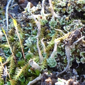 Cladonia sp. (genus) at Bruce, ACT - 11 Aug 2020 02:33 PM