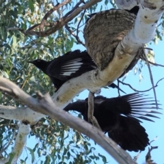 Corcorax melanorhamphos at Deakin, ACT - 29 Aug 2020 03:39 PM