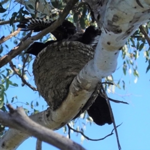 Corcorax melanorhamphos at Deakin, ACT - 29 Aug 2020 03:39 PM