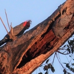 Callocephalon fimbriatum (Gang-gang Cockatoo) at Hughes, ACT - 29 Aug 2020 by JackyF