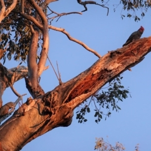 Callocephalon fimbriatum at Hughes, ACT - 29 Aug 2020